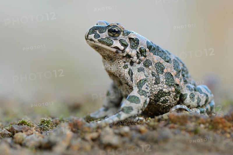 Green toad (Bufo viridis)