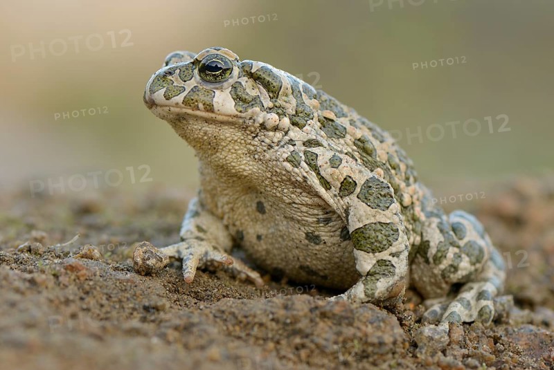 Green toad (Bufo viridis)