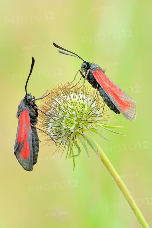 Transparent Burnets (Zygaena purpuralis)