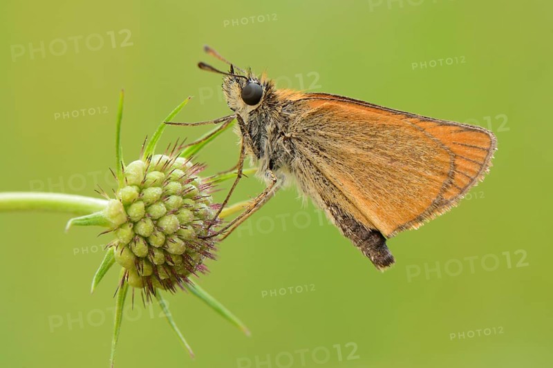 Essex Skipper or European Skipper (Thymelicus lineola)