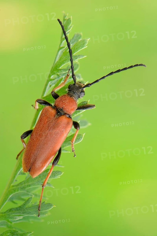 Longhorn Beetle (Stictoleptura rubra)