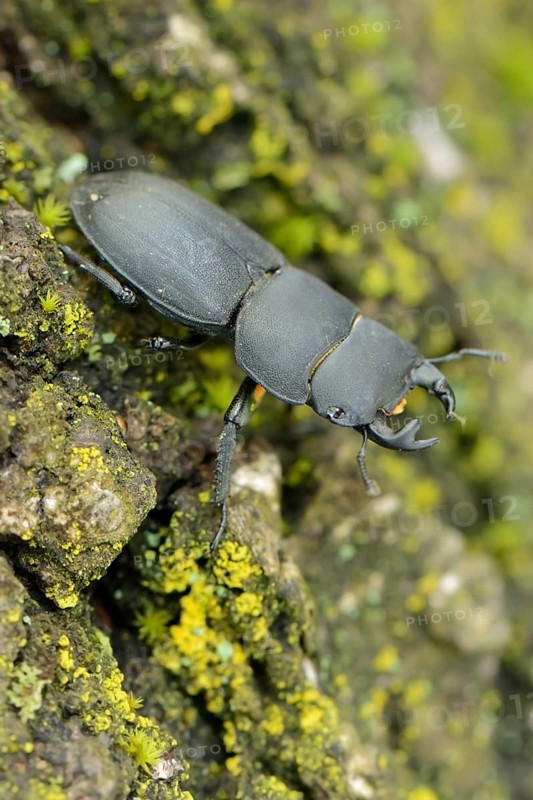 Lesser Stag Beetle (Dorcus parallelipipedus)