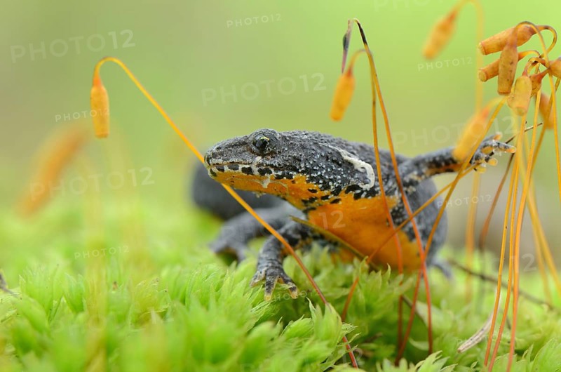 Alpine newt (Triturus alpestris) makes its way through moss spores