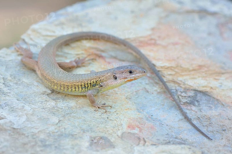 Large Psammodromus (Psammodromus algirus)