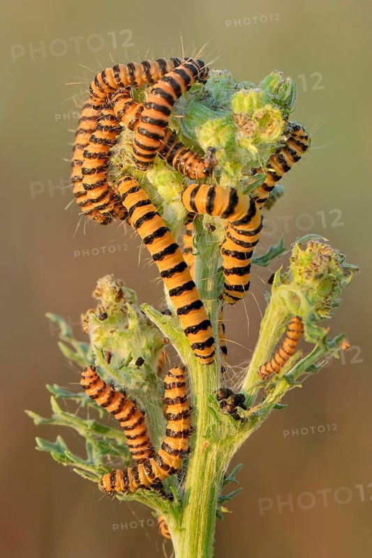 Caterpillars from the Cinnabar Moth (Tyria jacobaeae)
