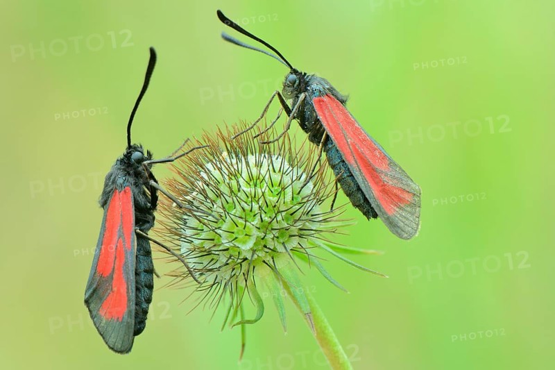 Transparent Burnets (Zygaena purpuralis)
