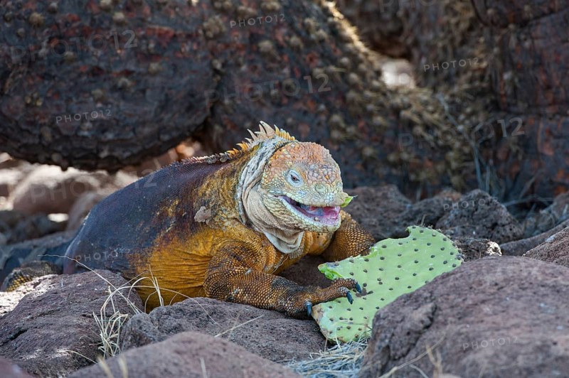 Galapagos Land Iguana (Conolophus subcristatus) feeding on cactus leaves