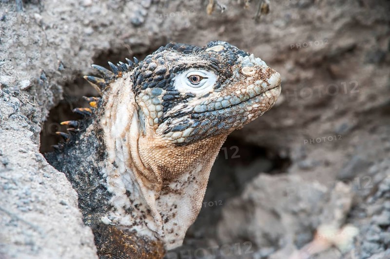 Galapagos Land Iguana (Conolophus subcristatus) in its burrow