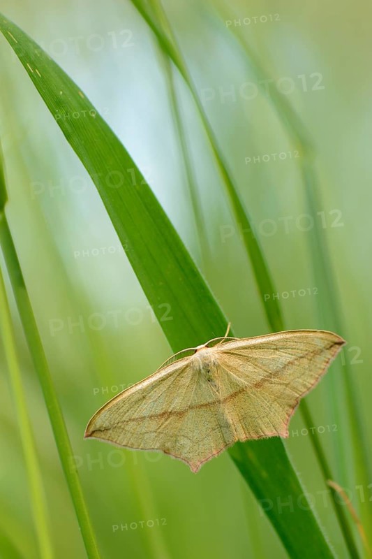 Blood-vein moth (Timandra comae)