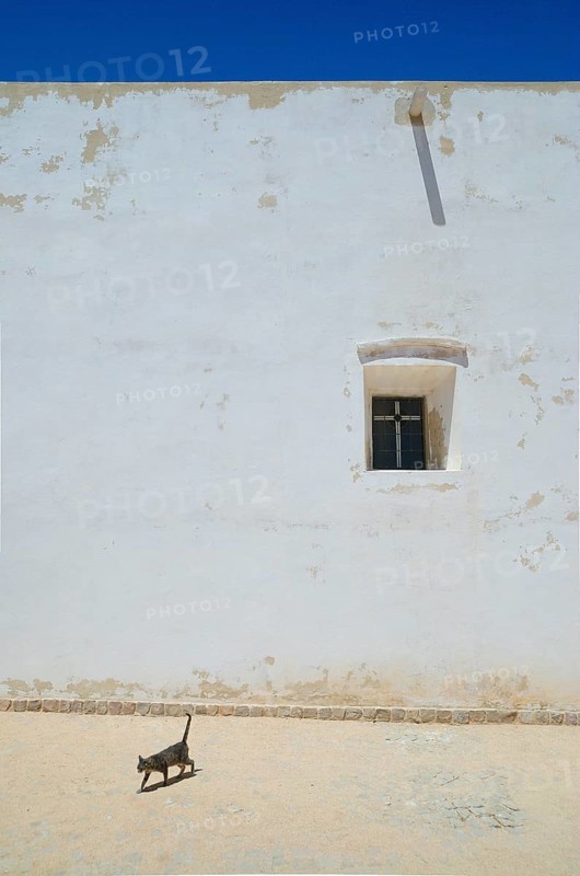 Cat walking in front of the Da nossa Senhora do Guadalupe Chapel