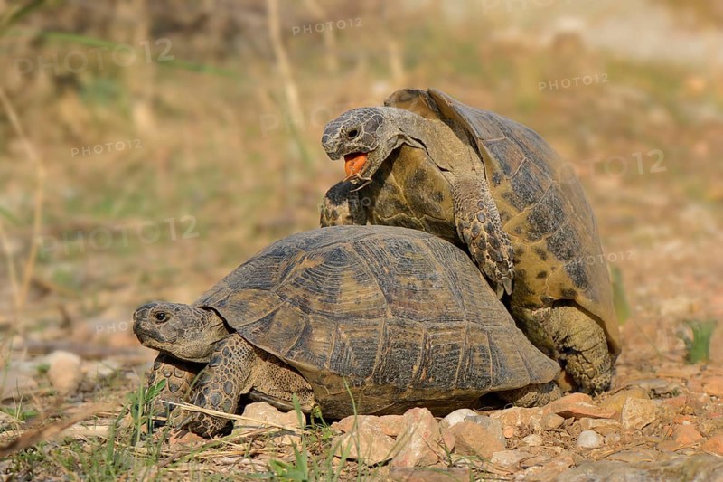 Pairing of two Spur-thighed Tortoises (Testudo graeca)