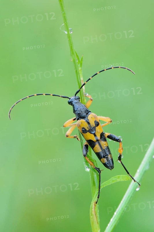Spotted Longhorn beetle (Rutpela maculata)