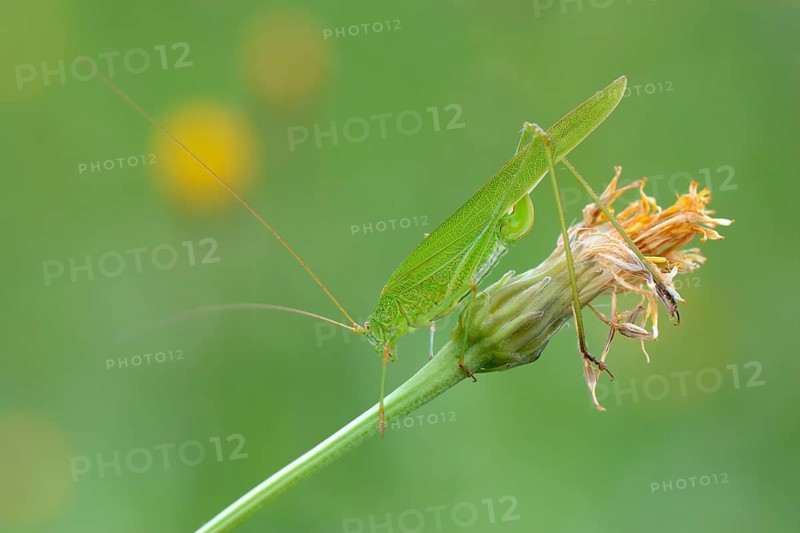 Sickle-Bearing Bush-Cricket (Phaneroptera falcata)