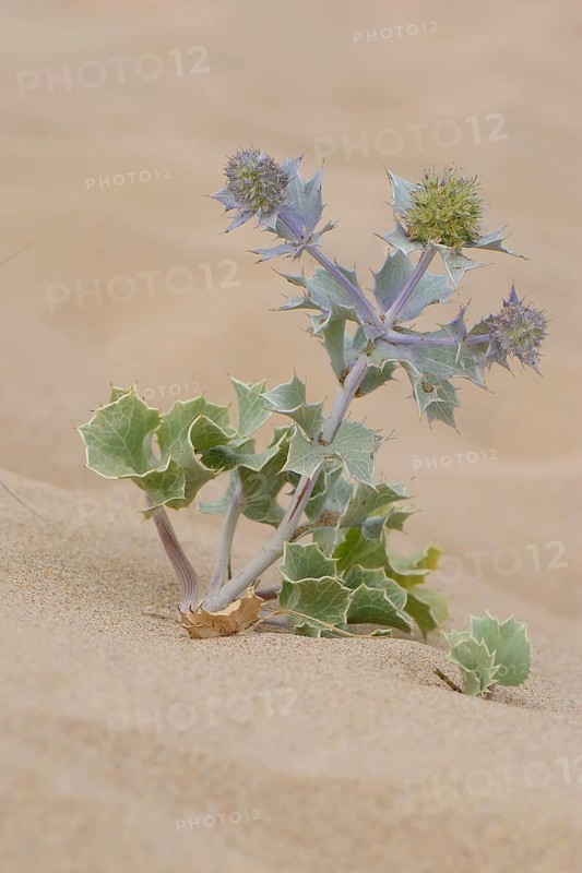 Sea Holly (Eryngium maritimum) in the sand