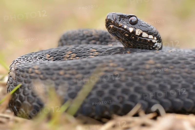 Common European Adder or Common European Viper (Vipera berus)