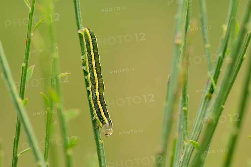 Caterpillar of a Broom Moth (Ceramica pisi) sitting upside down on a broom twig