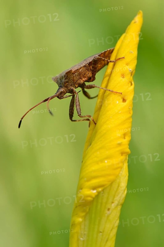 Dock Bug (Coreus marginatus)