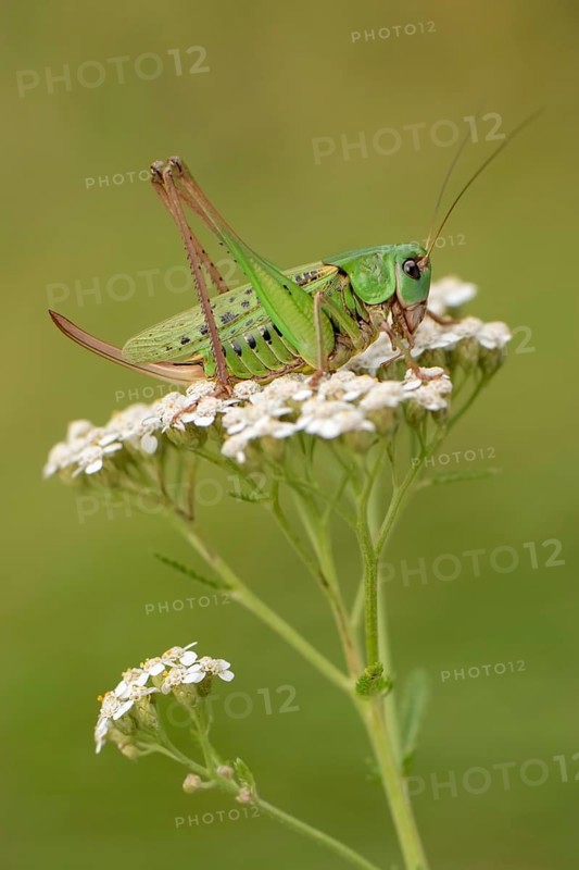Wart-biter (Decticus verrucivorus)