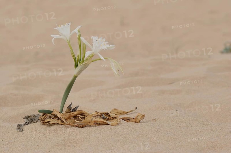 Sea Daffodil (pancratium maritimum)