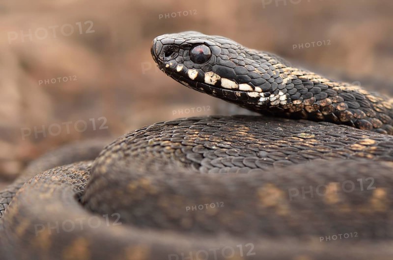 Common European Adder or Common European Viper (Vipera berus)