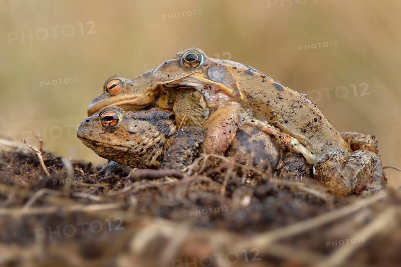 Mating gone wrong