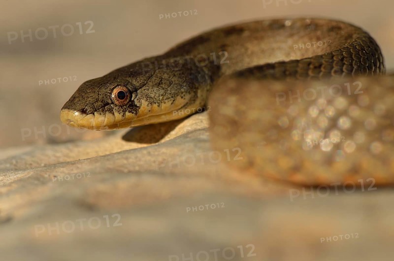 False Smooth Snake (Macroprotodon cucullatus)
