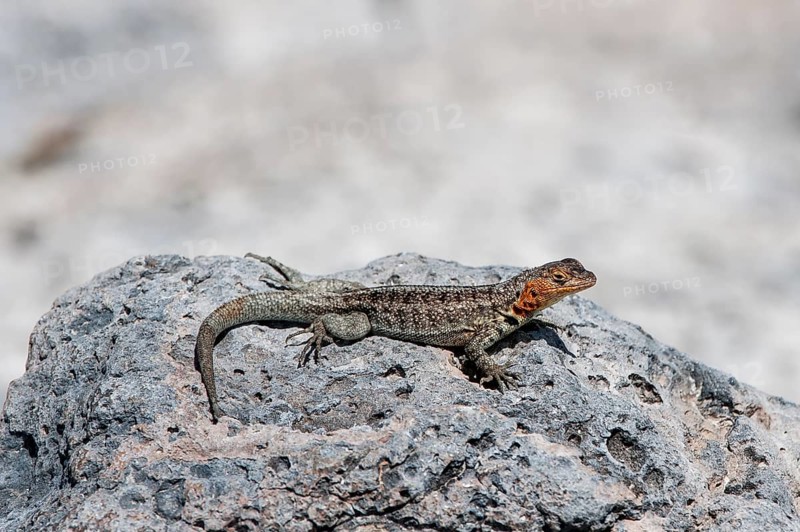 Galapagos Lava Lizard (Microlophus albemarlensis)