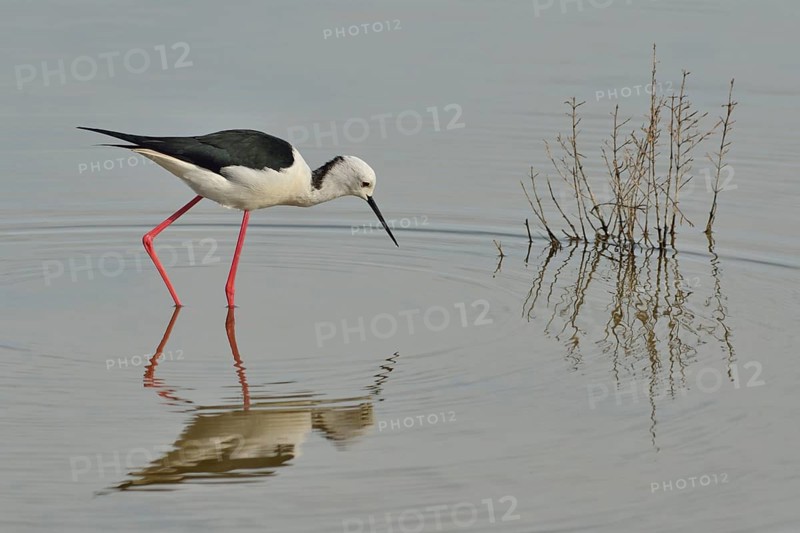 Stilt