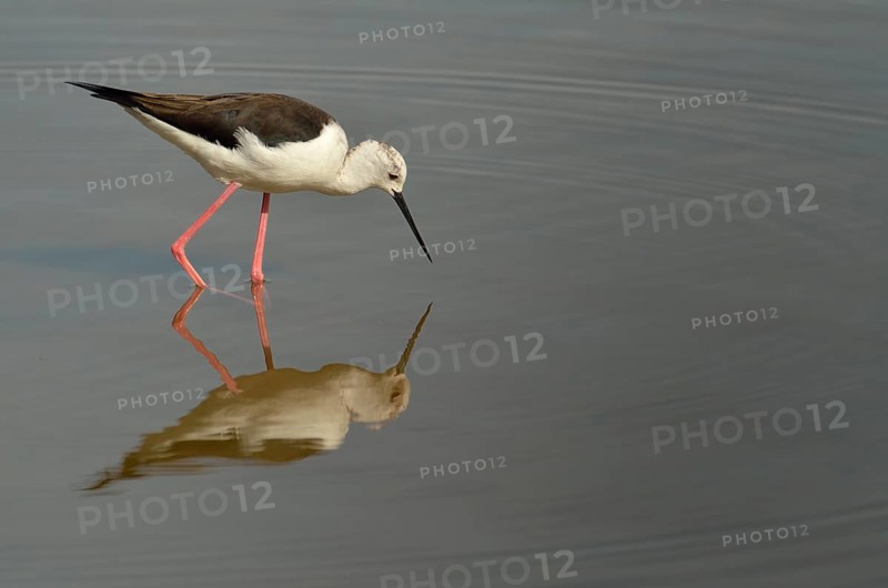 Stilt