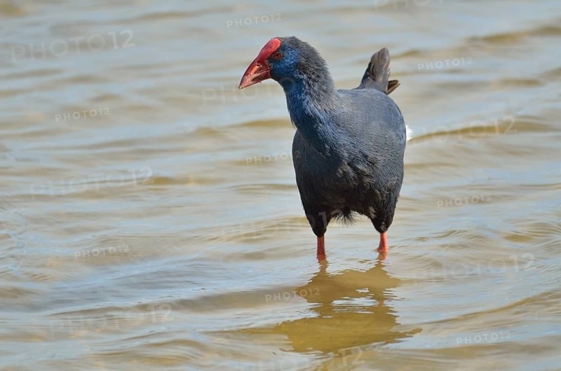 Purple Gallinule or Purple Swamphen (Porphyrio porphyro) foraging for food in shallow water