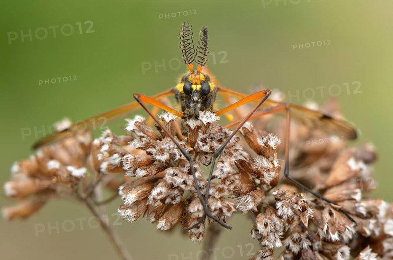 Crane Fly (Ctenophora flaveolata)