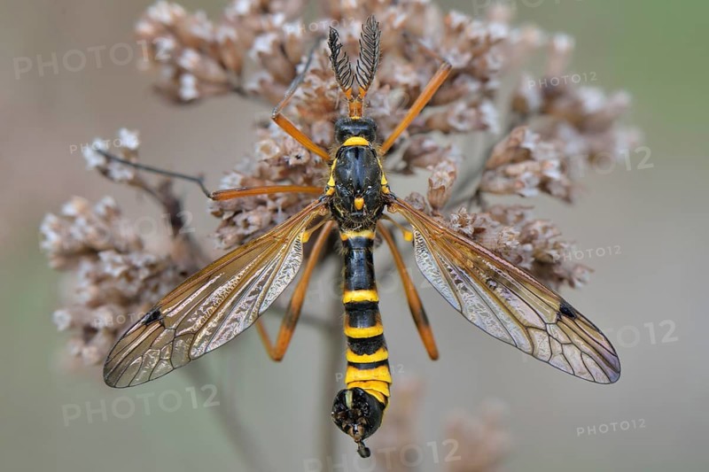 Crane Fly (Ctenophora flaveolata)