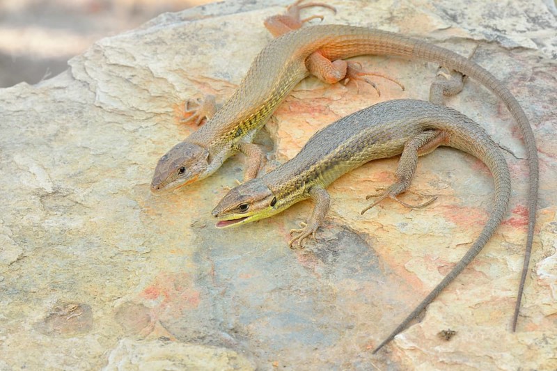 Large Psammodromus (Psammodromus algirus)