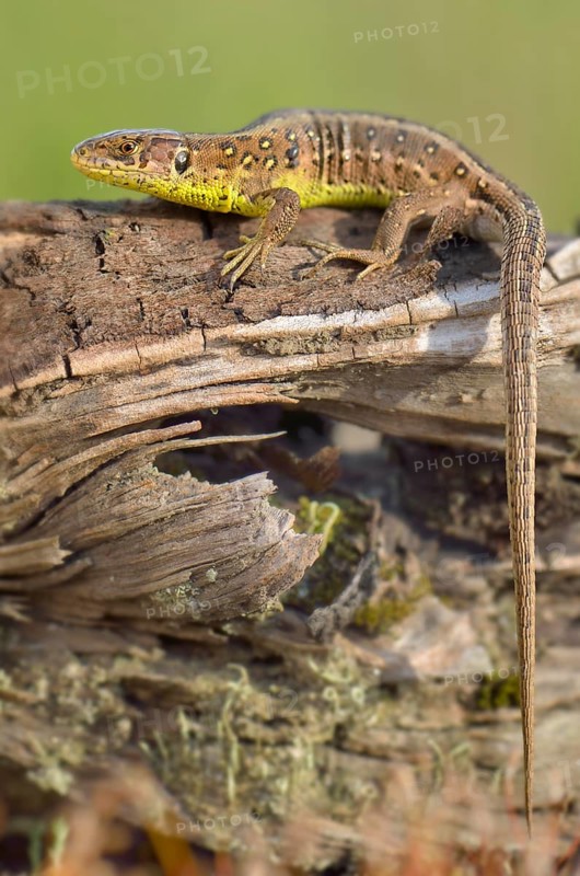 Sand Lizard (Lacerta agilis)