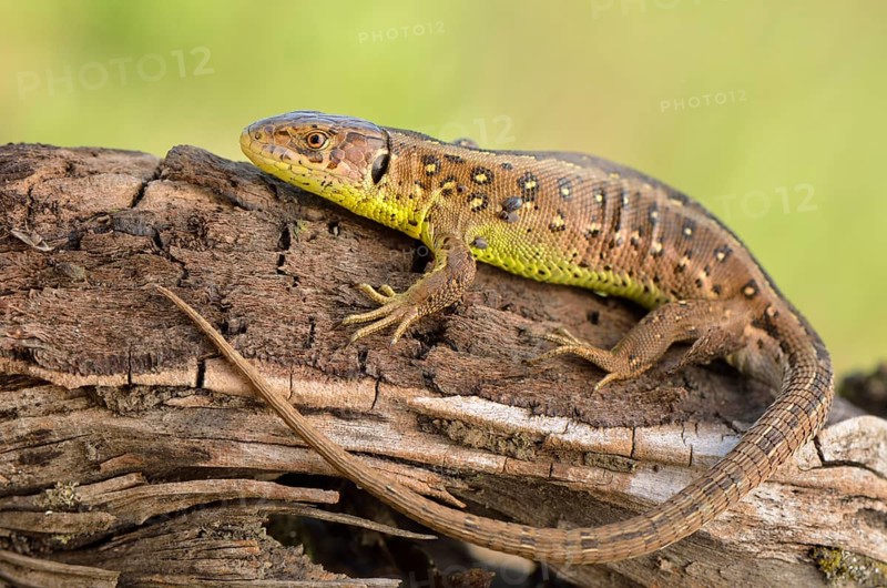 Sand Lizard (Lacerta agilis)