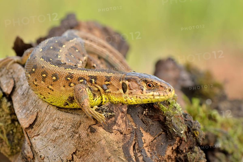 Sand Lizard (Lacerta agilis)