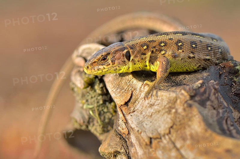 Sand Lizard (Lacerta agilis)