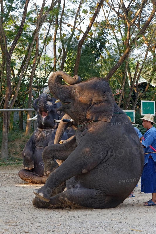 Elephant show