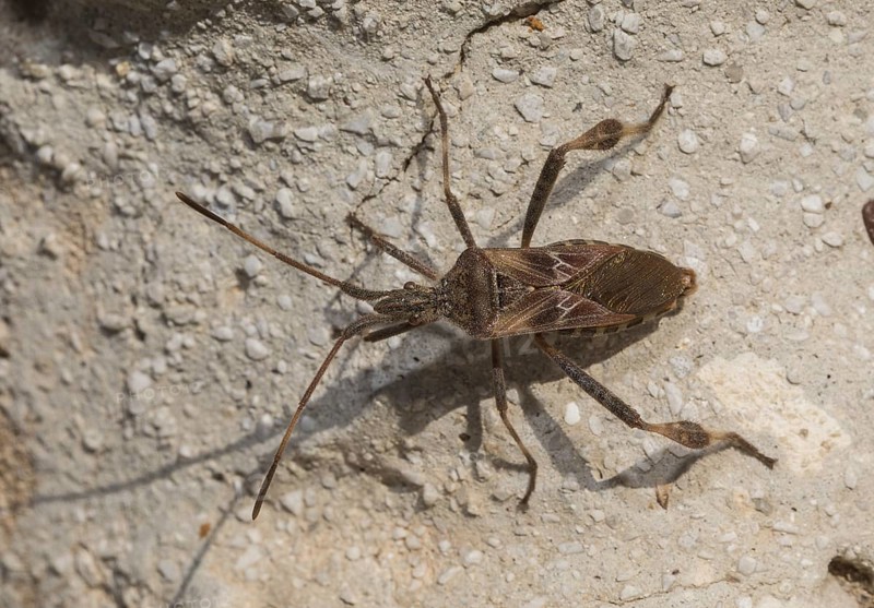 Assassin bug (Rhynocoris cuspidatus)