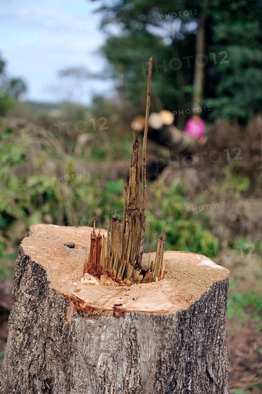 Stump of a freshly felled tree