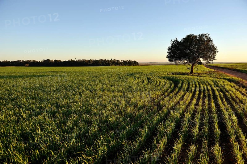 Oat field in the morning light