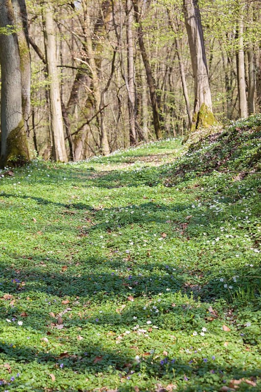 Forest path