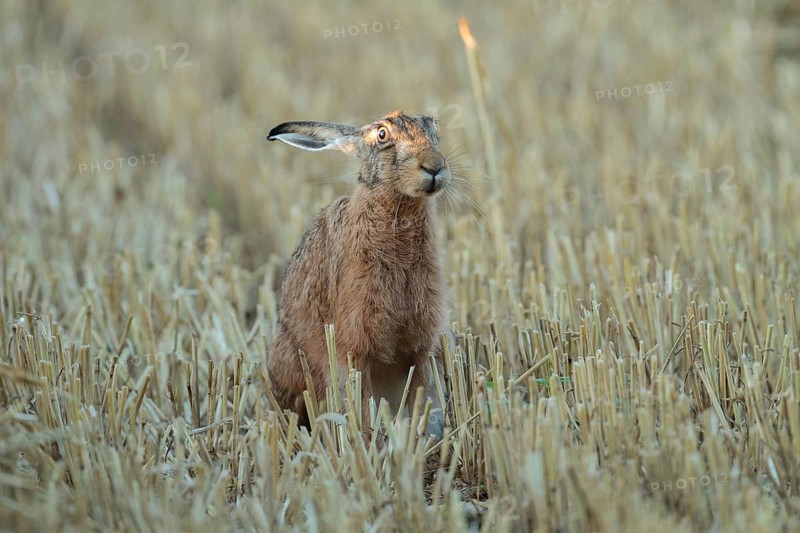 European Hare or Brown Hare (Lepus europaeus)