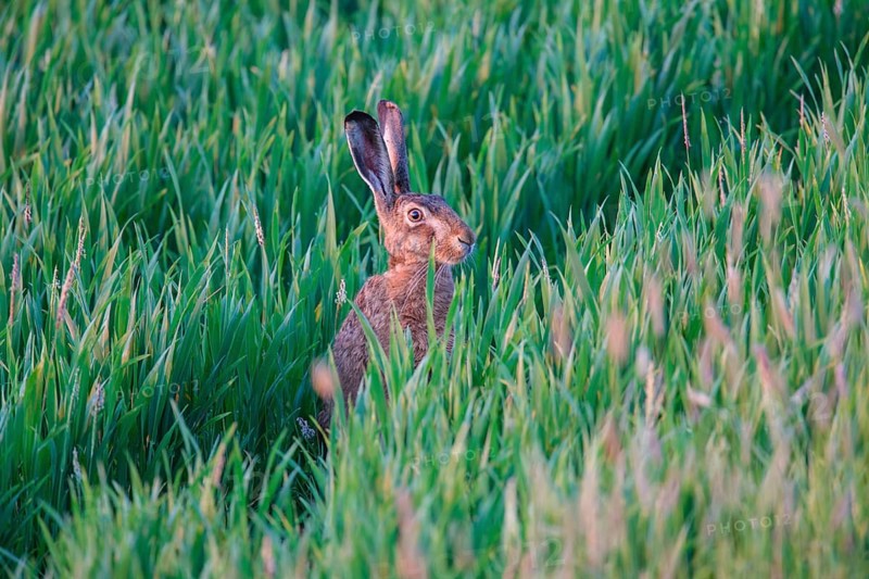 European Hare or Brown Hare (Lepus europaeus)