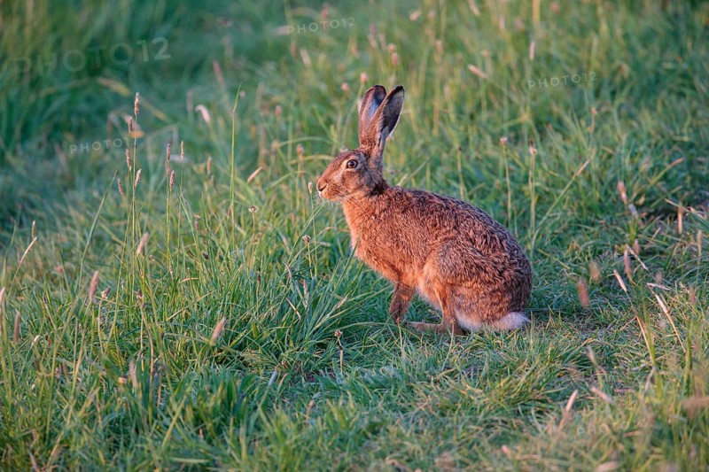 European Hare or Brown Hare (Lepus europaeus)