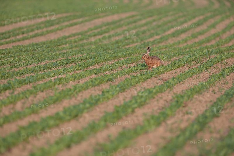 European Hare or Brown Hare (Lepus europaeus)
