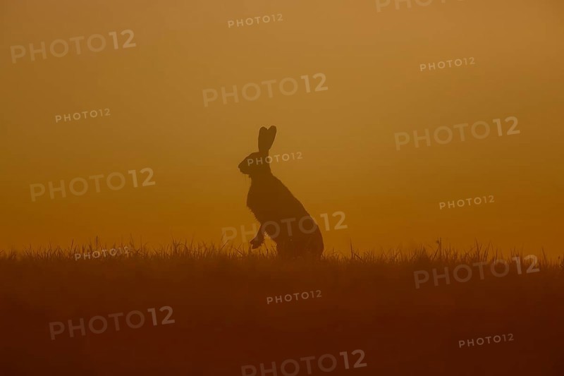 European Hare or Brown Hare (Lepus europaeus)