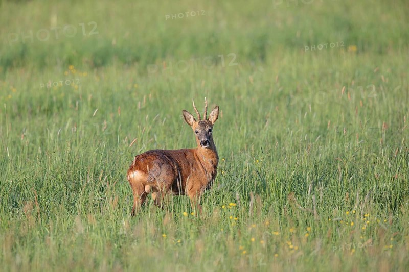 Roe deer (Capreolus capreolus)