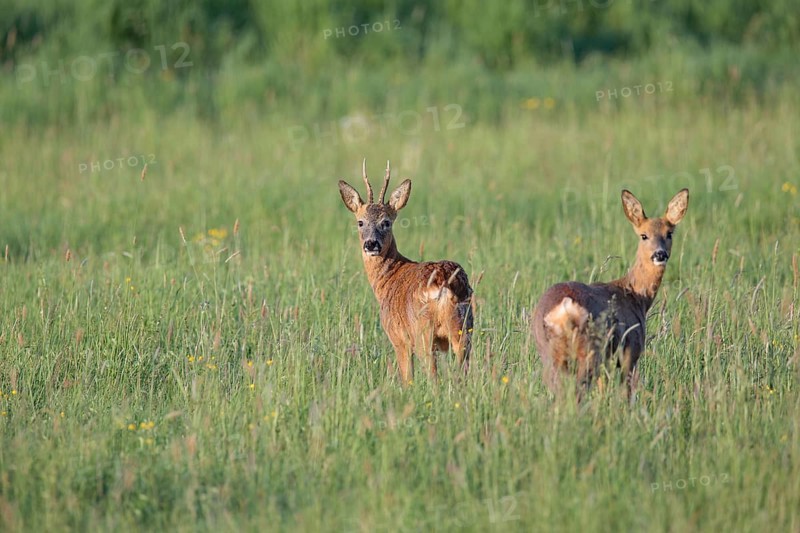 Roe deer (Capreolus capreolus)