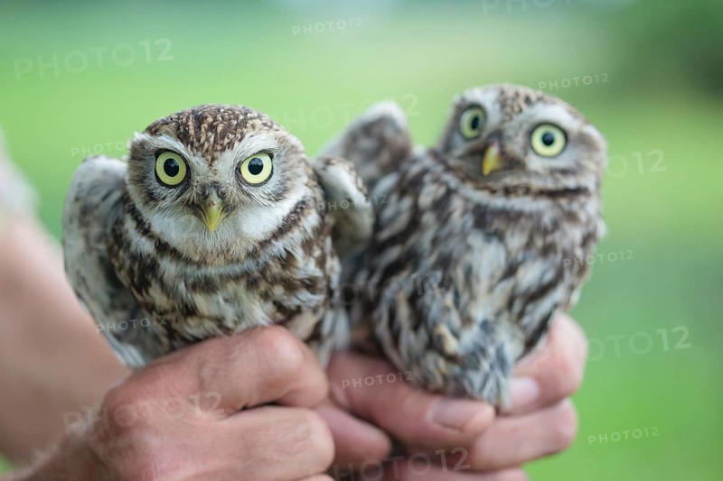 Hands holding two Little Owls (Athene noctua)